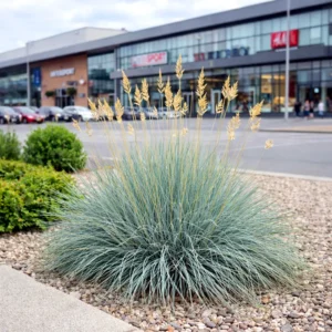 Festuca glauca – deres csenkesz modern városi környezetben, bevásárlóközpont előtt.