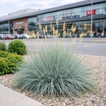 Festuca glauca – deres csenkesz modern városi környezetben, bevásárlóközpont előtt.