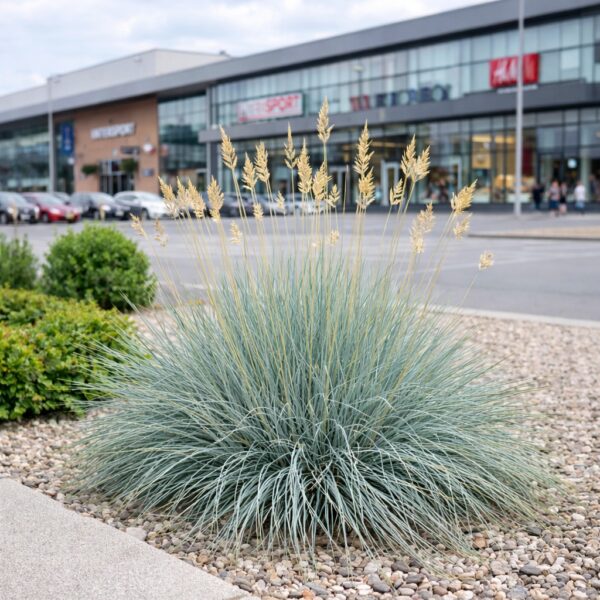 Festuca glauca – deres csenkesz modern városi környezetben, bevásárlóközpont előtt.