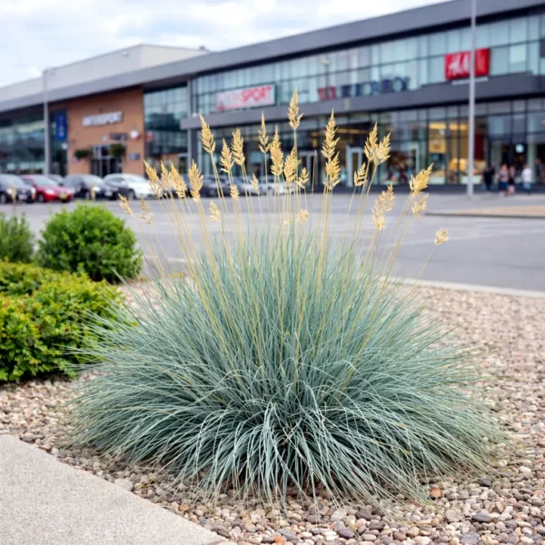 Festuca glauca – deres csenkesz modern városi környezetben, bevásárlóközpont előtt.