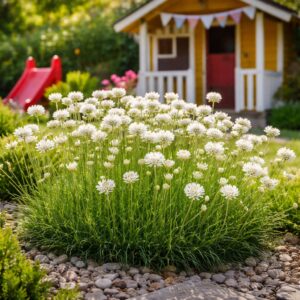 Armeria maritima – fehér tengerparti pázsitszegfű játszóházas előkertben
