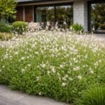 Gaura lindheimeri azaz a Fehér évelő díszgyertya modern kertben.