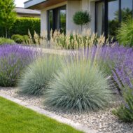 Festuca glauca deres csenkesz levendulával társítva modern kertben.