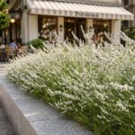 **Fehér levendula cukrászda előtt – Lavandula x intermedia ‘Edelweiss’ modern városi környezetben.