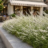**Fehér levendula cukrászda előtt – Lavandula x intermedia ‘Edelweiss’ modern városi környezetben.