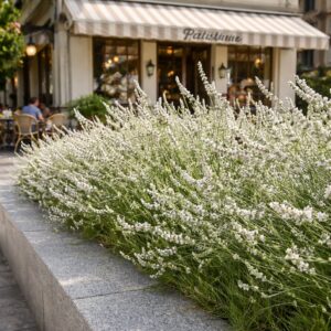 **Fehér levendula cukrászda előtt – Lavandula x intermedia ‘Edelweiss’ modern városi környezetben.