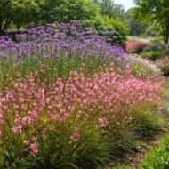 Gaura lindheimeri és Verbena bonariensis társítás romantikus díszkertben.