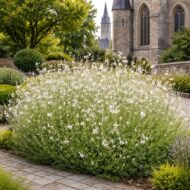 Gaura lindheimeri azaz a fehér díszgyertya templomkertben – légies virágzás romantikus környezetben.