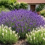 Lavandula angustifolia ‘Hidcote’ CS9 – Levendula fehér francia levendulával parasztház udvarában