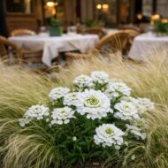 Iberis sempervirens éttermi beültetésben árvalányhajjal – elegáns fehér virágpárna