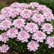 Iberis sempervirens – halvány rózsaszín tatárvirág közelről