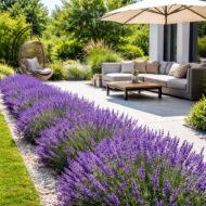 Lavandula x intermedia Phenomenal - Liláskék provánszi levendula