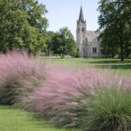 Muhlenbergia capillaris azaz a vattacukorfű templomkert hangulatban