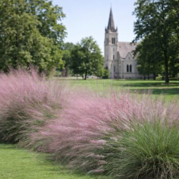 Muhlenbergia capillaris azaz a vattacukorfű templomkert hangulatban