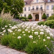 Armeria maritima – Fehér tengerparti pázsitszegfű kastélykert előterében