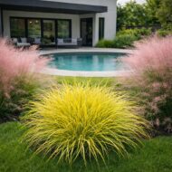 Pennisetum JS Jommenik CS14 azaz a sárga levelű tollborzfű modern kertben, kör alakú medencével és vattacukorfű társítással