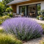 Perovskia atriplicifolia azaz a Sudárzsálya modern ház előkertjében.