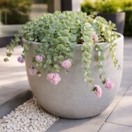 Sedum sieboldii – Októberi varjúháj modern teraszon, elegáns kaspóban.