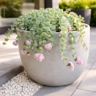 Sedum sieboldii – Októberi varjúháj modern teraszon, elegáns kaspóban.