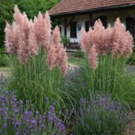 Rózsaszín pampafű (Cortaderia selloana) levendulákkal, régi parasztház udvarában.