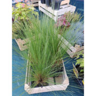 Stipa Pony Tails CS9 - Mexikói árvalányhaj - Image 13