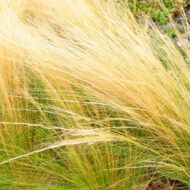 Stipa Pony Tails CS9 - Mexikói árvalányhaj - Image 5