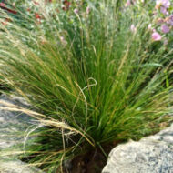 Stipa Pony Tails CS9 - Mexikói árvalányhaj - Image 7