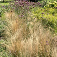 Stipa Pony Tails CS9 - Mexikói árvalányhaj - Image 9