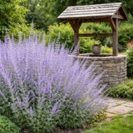 Perovskia atriplicifolia azaz a Sudárzsálya kerti kúttal.