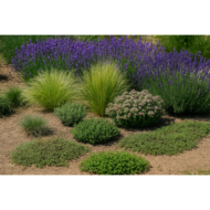 Stipa Pony Tails CS9 - Mexikói árvalányhaj - Image 2