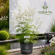 Thalictrum delavayi Splendide White - Fehér szárnyastermésű borkóró