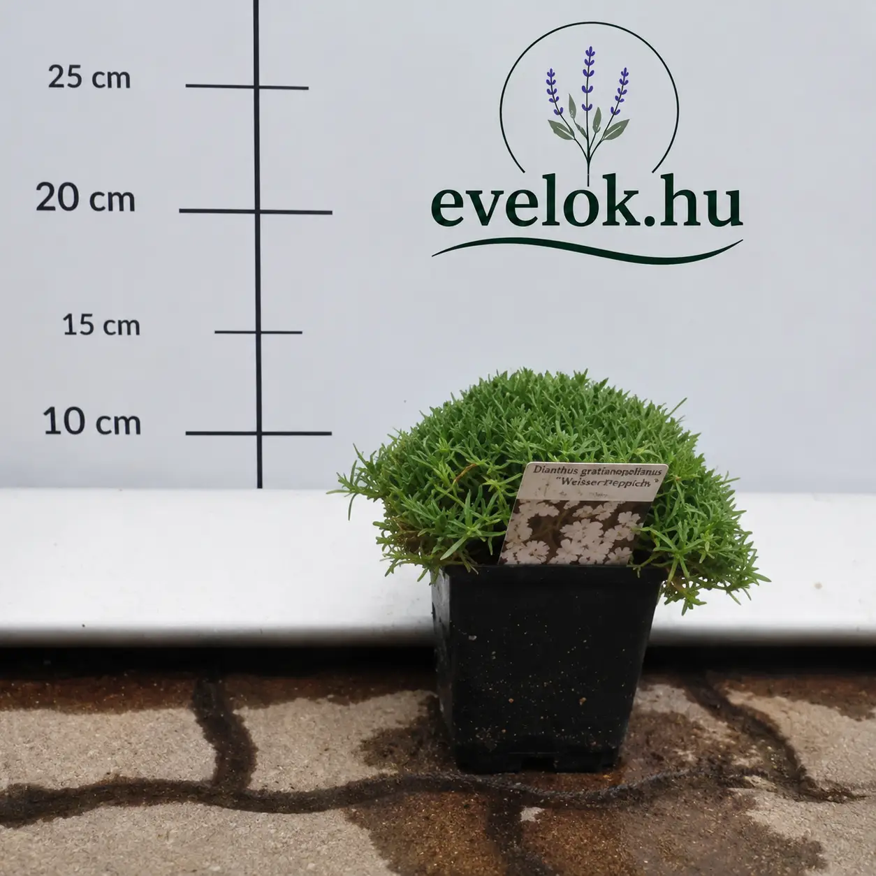 Dianthus_gratianopolitanus_feher_punkosdi_szegfu Dianthus gratianopolitanus CS9 - Fehér pünkösdi szegfű - Image 1