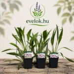 Echinacea pallida Cs9 Halvány kasvirág