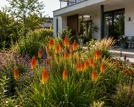 Kniphofia - Fürtös fáklyaliliom - Image 2
