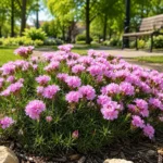Armeria juniperifolia New Zealand Form CS9 - Borókalevelű pázsitszegfű
