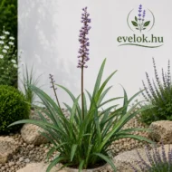 Liriope muscari - Gyöngyikés gyepliliom - Image 2