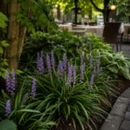 Liriope muscari - Gyöngyikés gyepliliom