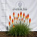 Kniphofia - Fürtös fáklyaliliom