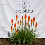 Kniphofia - Fürtös fáklyaliliom