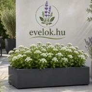 Sedum spectabile - Fehér pompás varjúháj - Image 2