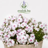 Phlox subulata Amazing Grace CS9 - Fehér árlevelű lángvirág - Image 2