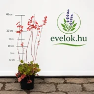 Heuchera sanguinea Leuchtkafer - Tűzeső - Image 2